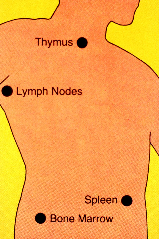 Immune system illustration
