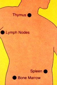 Immune system illustration