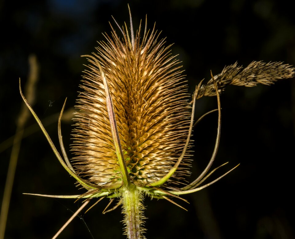 Flora countryside wildflower
