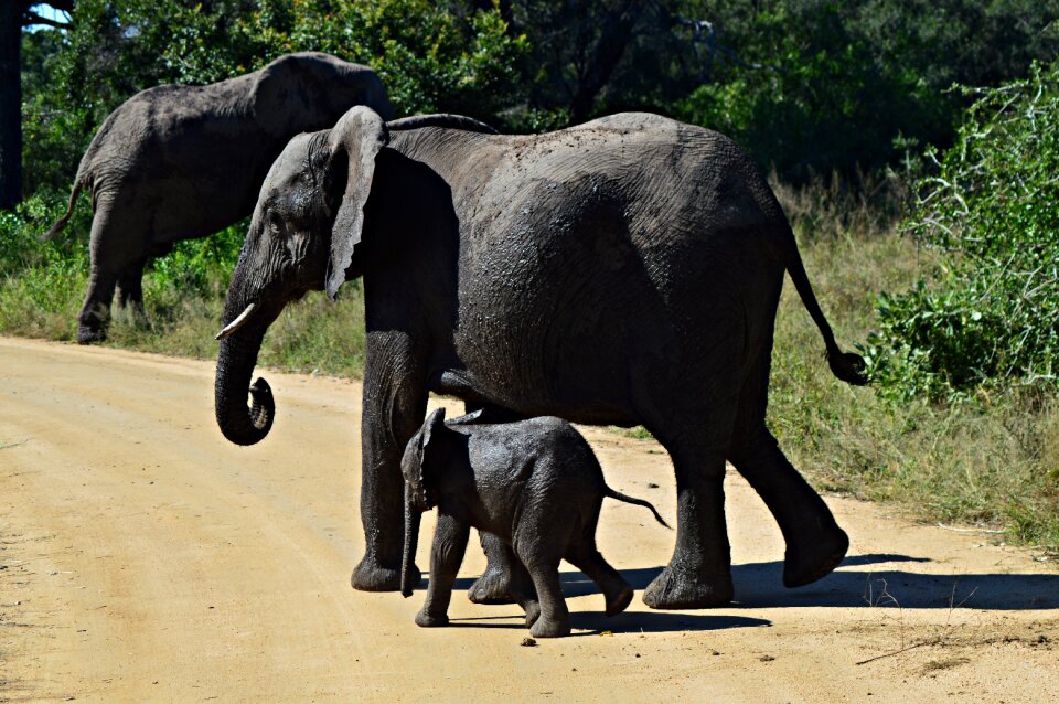 Nature animals africa