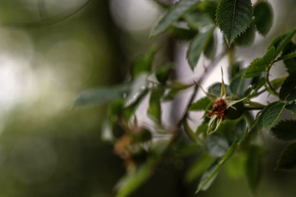 Nature summer growth
