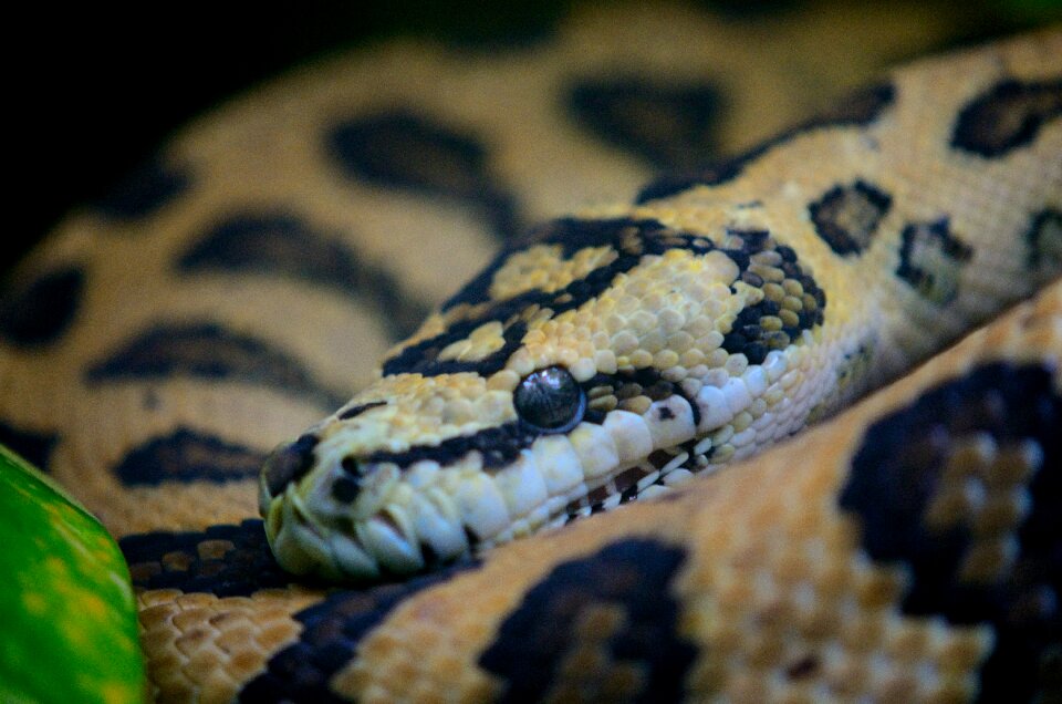 Smooth brown herpetology