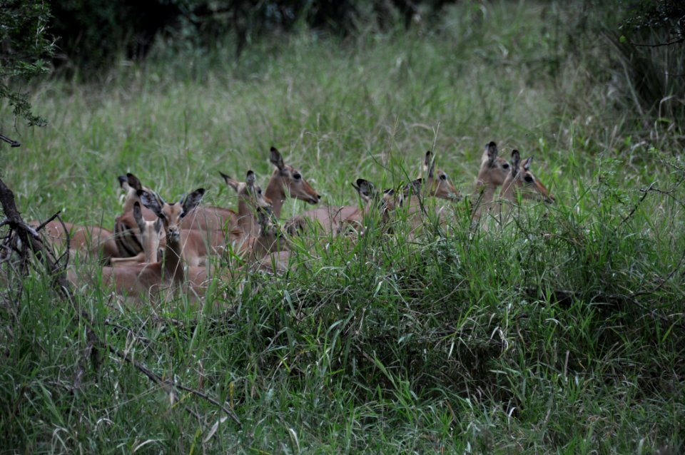 Impalas 8691351019 o