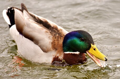 Male water bird duck photo