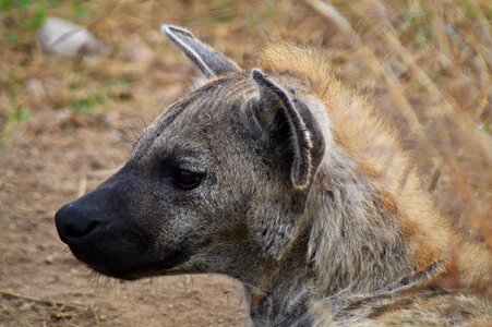 Nature animals predator