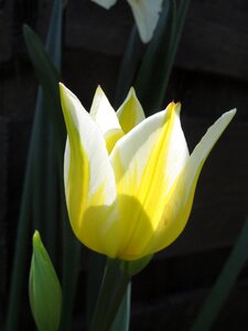 Spring flower spring flower