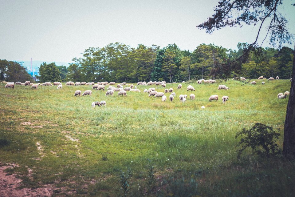 Grass farm nature