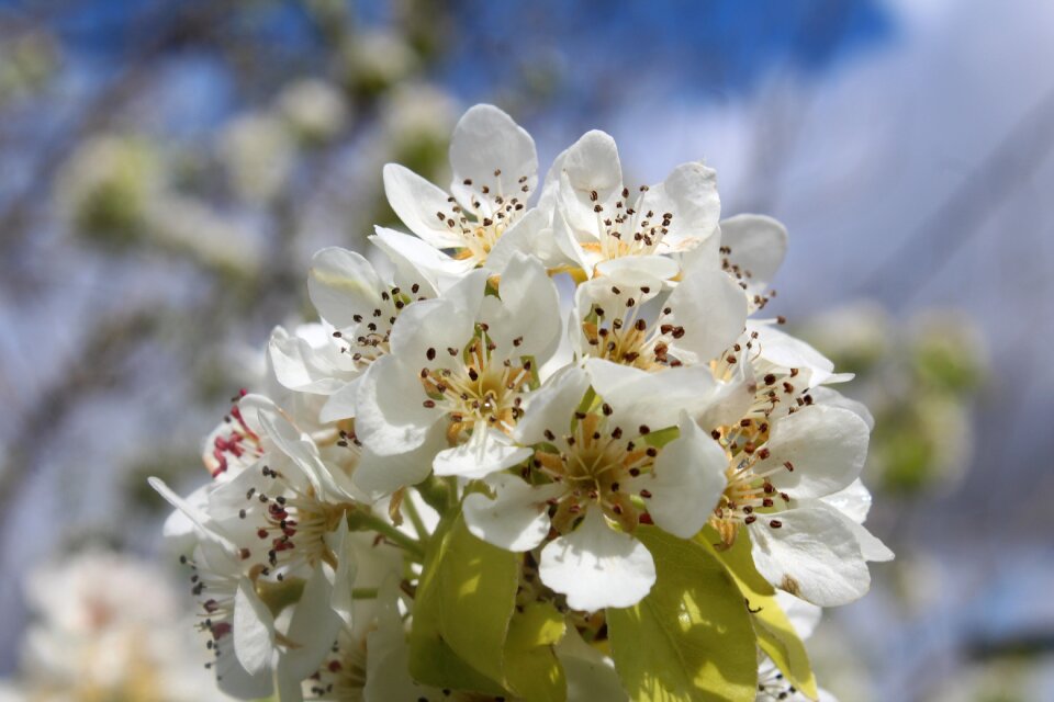 Garden flowering petal
