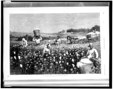 In a cotton field - drawn by Horace Bradley. LCCN95519968