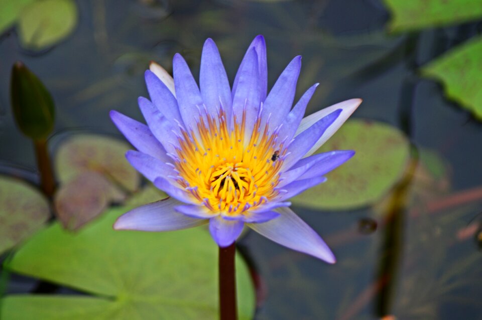Flower nature flora