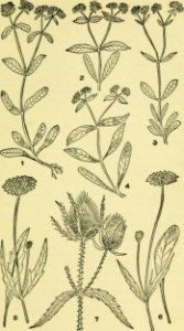 Image from page 620 of An illustrated guide to the flowering plants of the middle Atlantic and New England states... (1910) (14782992685)