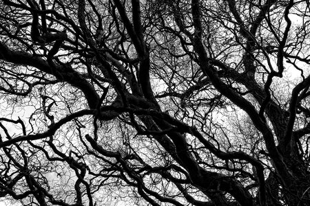 Gnarled twisted deciduous tree photo