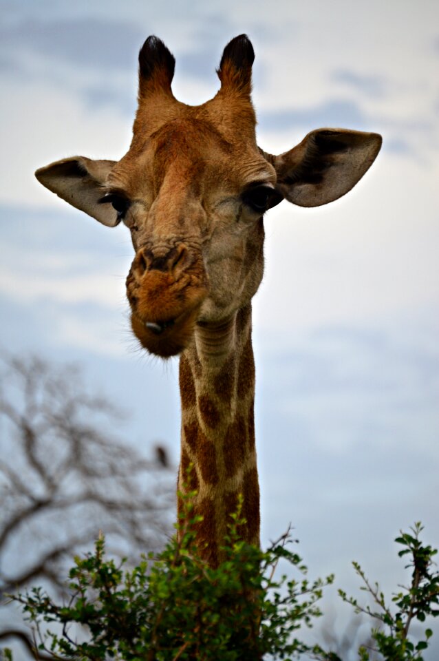 Neck ossicones eyelashes
