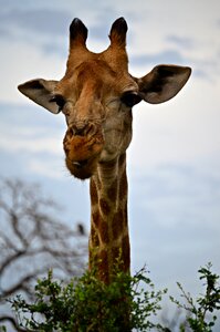 Neck ossicones eyelashes