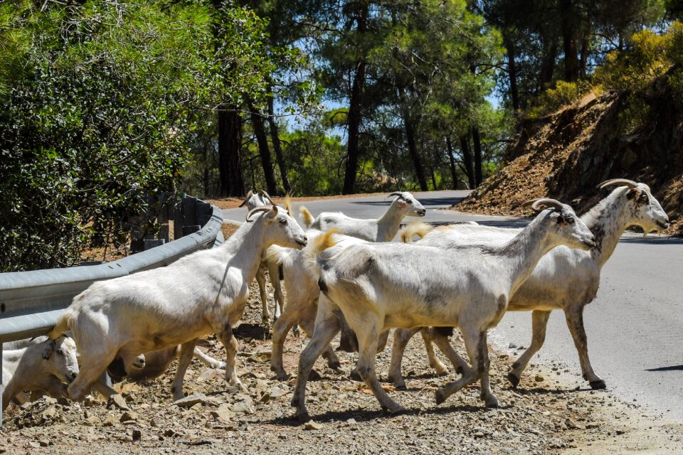 Nature animal rural photo