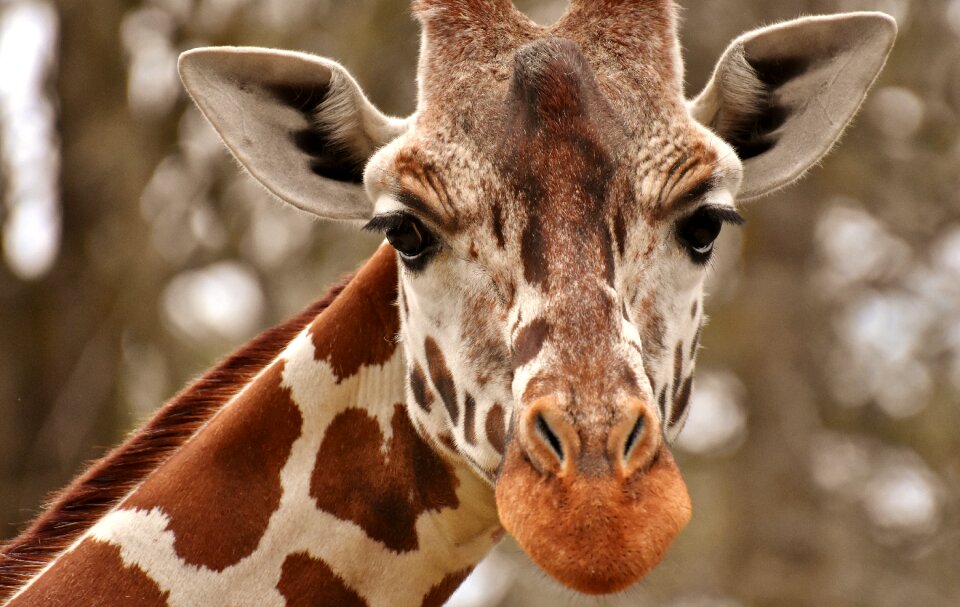 Animal portrait wild animal tierpark hellabrunn