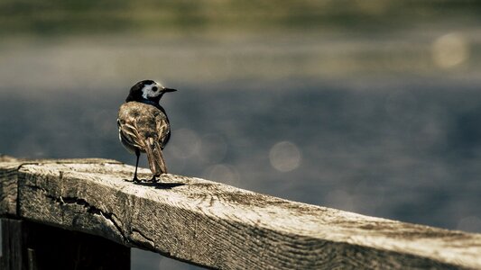 Songbird spring lake wippschwanz