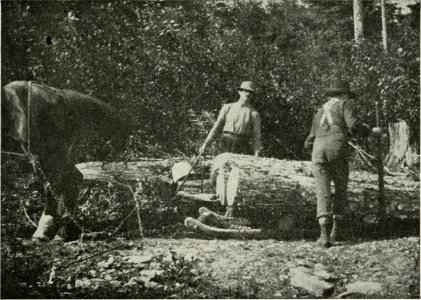 Image from page 176 of Logging; the principles and general methods of operation in the United States (1913)