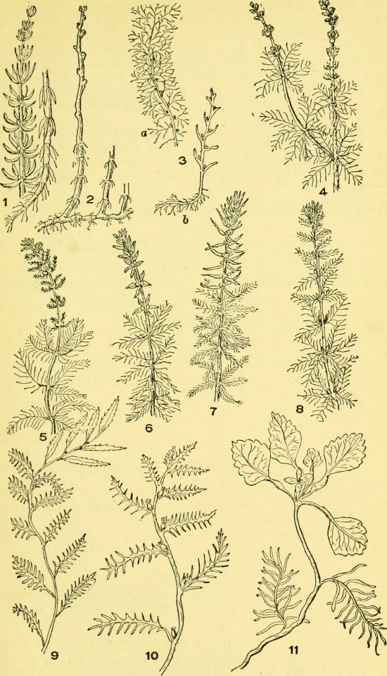 Image from page 450 of An illustrated guide to the flowering plants of the middle Atlantic and New England states (excepting the grasses and sedges) the descriptive text written in familiar language (1910)