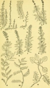 Image from page 450 of An illustrated guide to the flowering plants of the middle Atlantic and New England states (excepting the grasses and sedges) the descriptive text written in familiar language (1910)