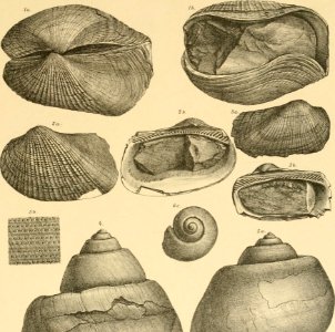 Image from page 80 of Denkschriften der Kaiserlichen Akademie der Wissenschaften, Mathematisch-Naturwissenschaftliche Classe (1897)