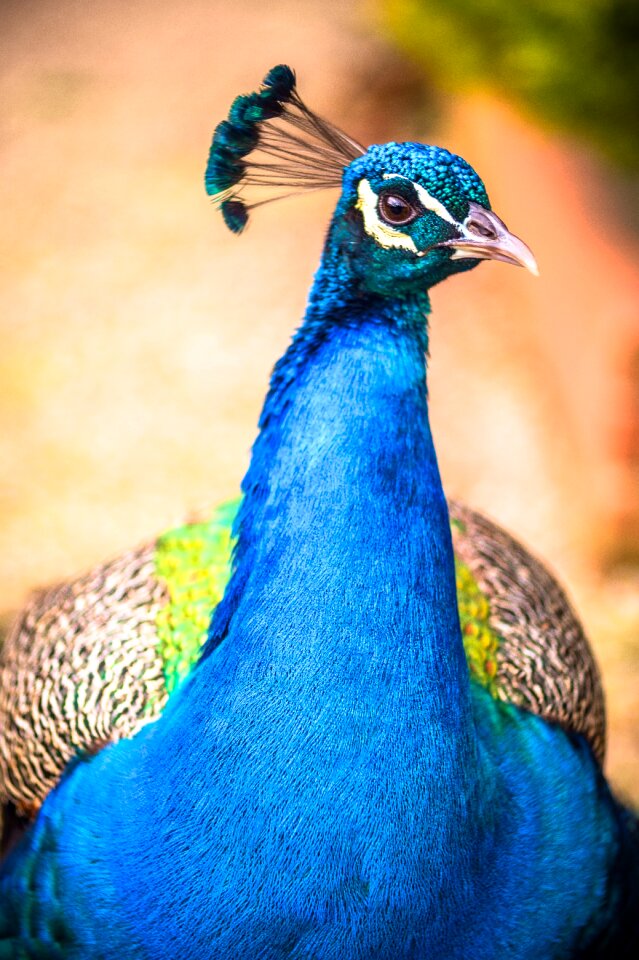 Colorful blue tropical