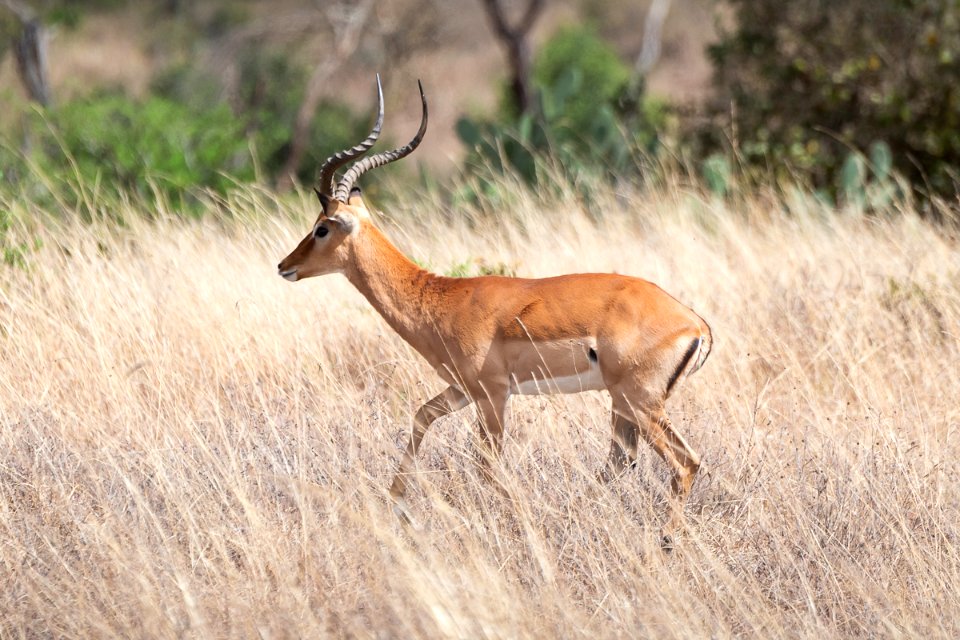 Impalas at Nairobi National Park, Kenya