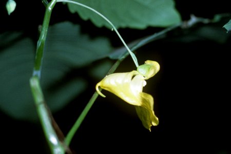 Impatiens pallida NRCS-1
