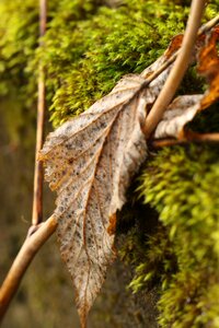 Leaf autumn fall