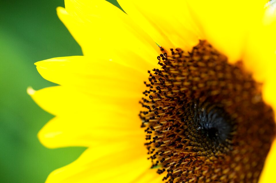 Yellow summer plant