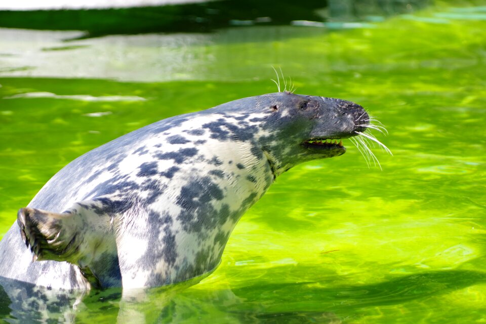 Grey seal halichoerus grypus tallinn zoo
