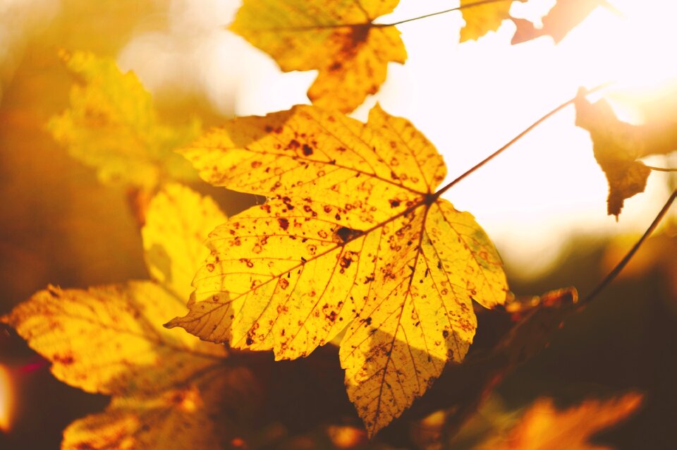 Nature orange leaf orange leaves