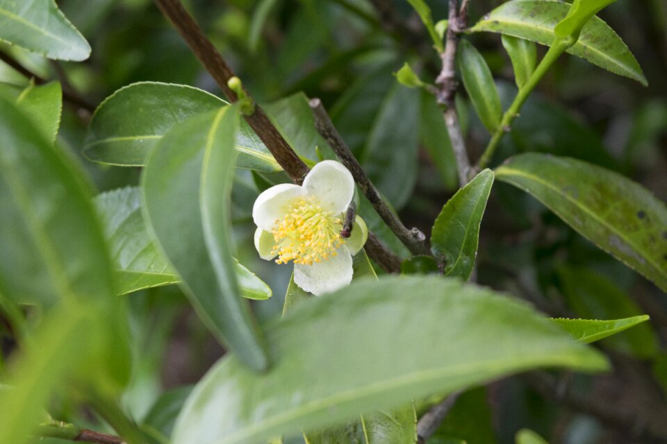 Tea flower with bee green tea green bee