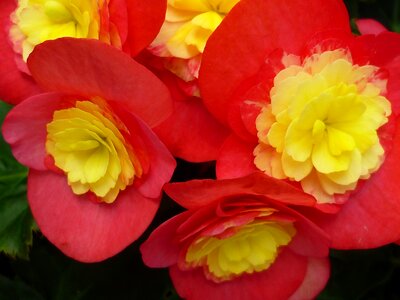 Yellow traffic light plant flowers