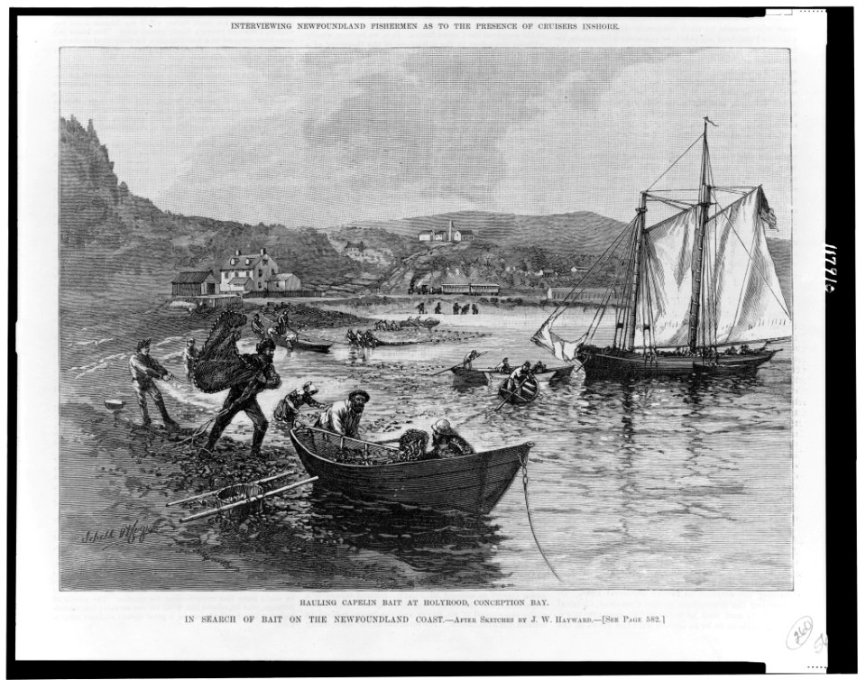 In search of bait on the Newfoundland coast-Hauling capelin bait at Holyrood, Conception Bay - after sketches by J.W. Hayward. LCCN97512231