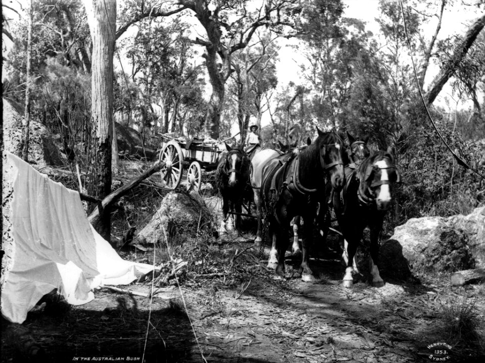 In the Australian bush from The Powerhouse Museum Collection