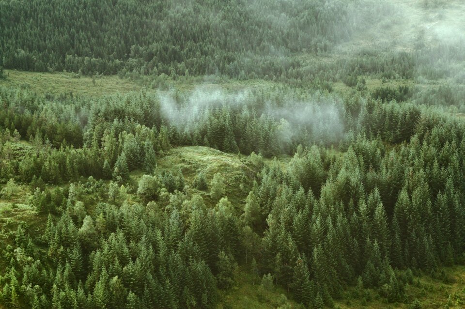 Forest grass fog