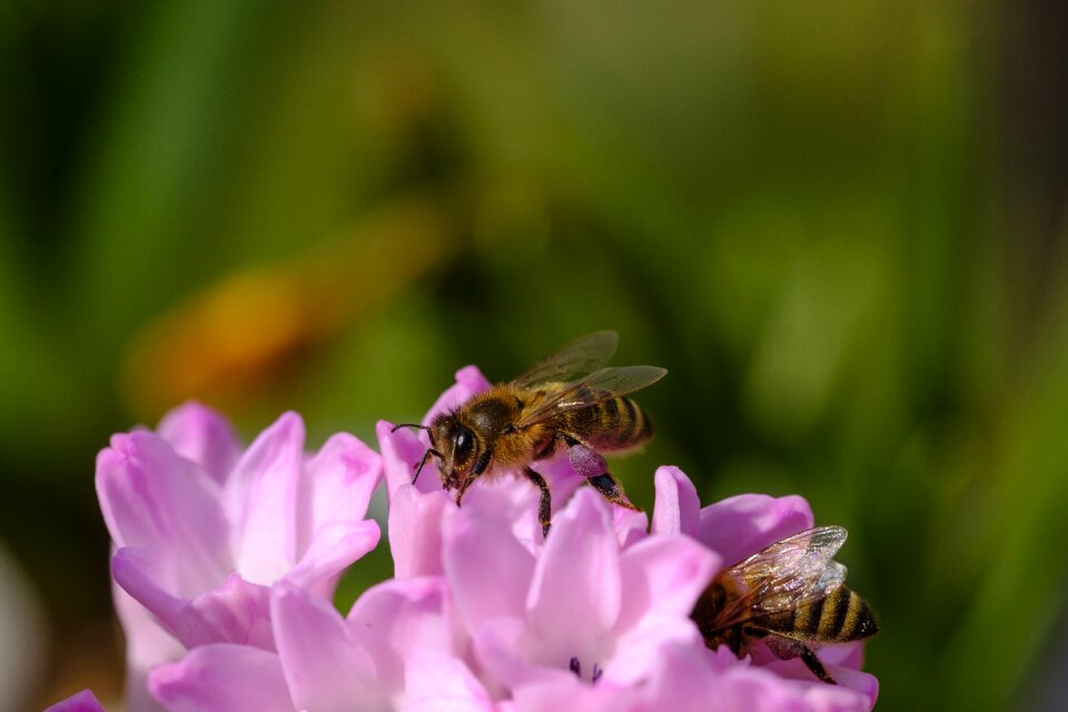 Nectar pollen flowers