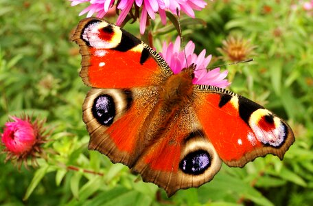 Insect garden animals