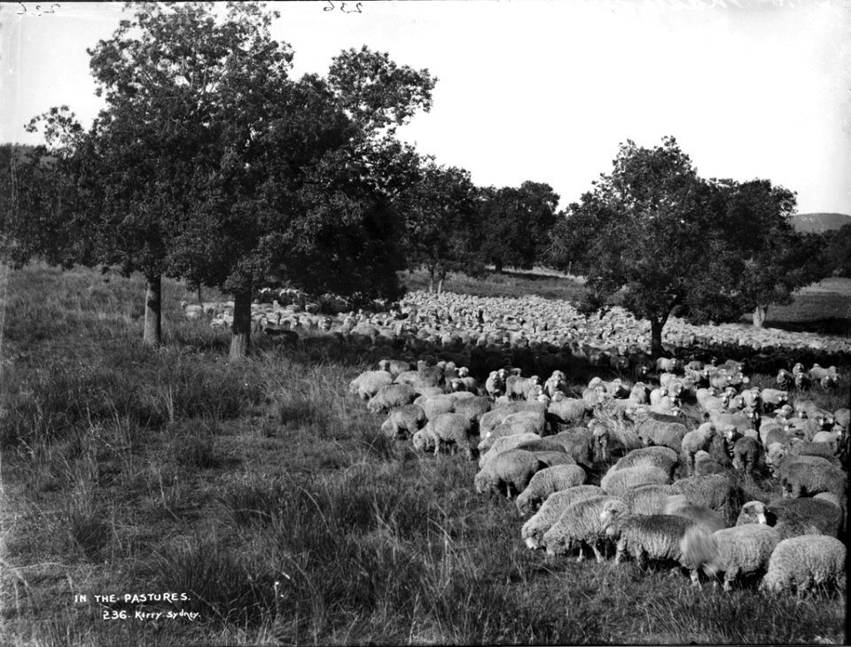 In the pastures from The Powerhouse Museum Collection