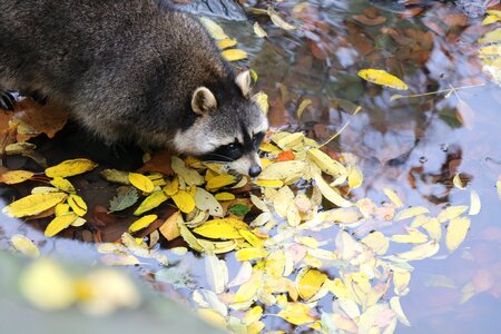 Nature wild mammal