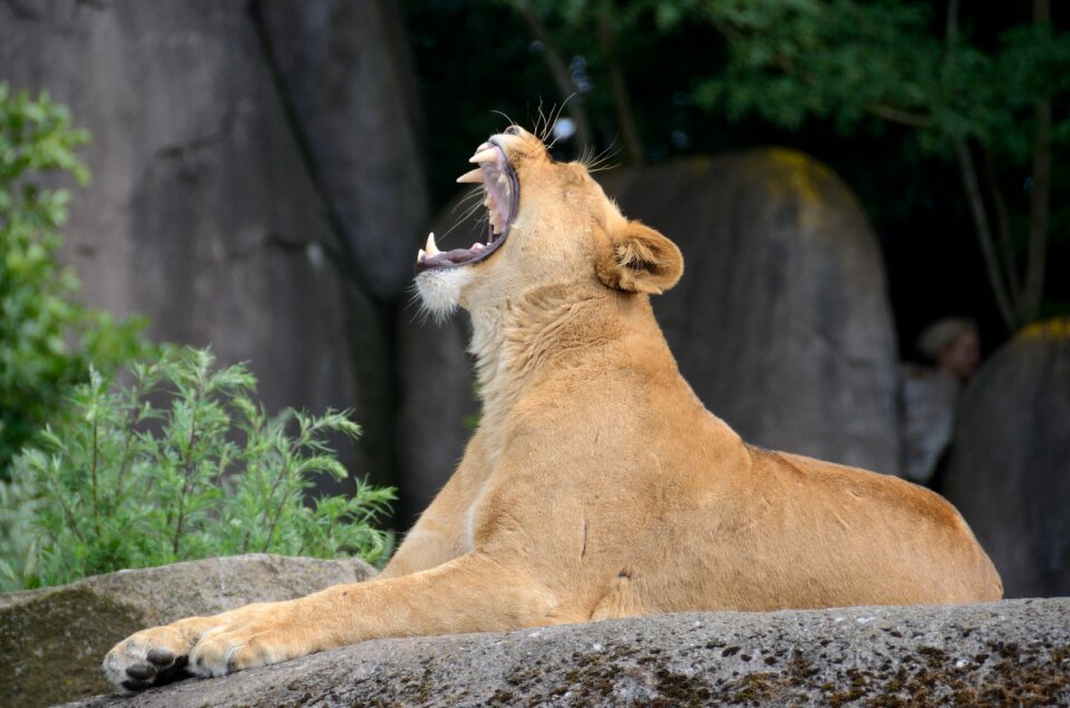 Yawn yawning wildlife photo