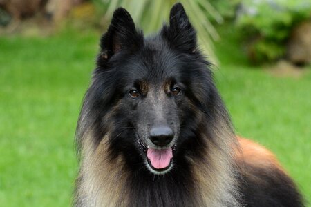 Tervueren male head photo