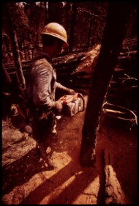 In-august-1973-a-major-forest-fire-swept-through-17470-acres-of-the-western-slopes-of-the-sierra-mountain-range-near-sonora-in-post-fire-salvage-operation-a-faller-cuts-down-flame-damaged-trees-september-1973 7153083721 o