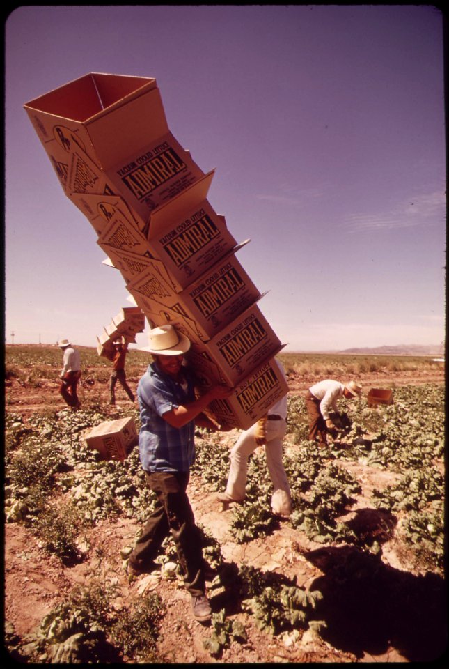 In-lettuce-fields-along-the-colorado-river-mexican-farm-worker-carries-boxes-to-field-pickers-may-1972 7006501240 o