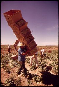 In-lettuce-fields-along-the-colorado-river-mexican-farm-worker-carries-boxes-to-field-pickers-may-1972 7006501240 o