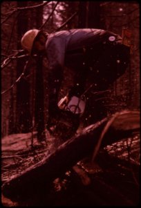 In-august-1973-a-major-forest-fire-swept-through-17470-acres-of-the-western-slopes-of-the-sierra-mountain-range-near-sonora-in-post-fire-salvage-operation-a-faller-cuts-down-flame-damaged-trees-september-1973 7153085781 o