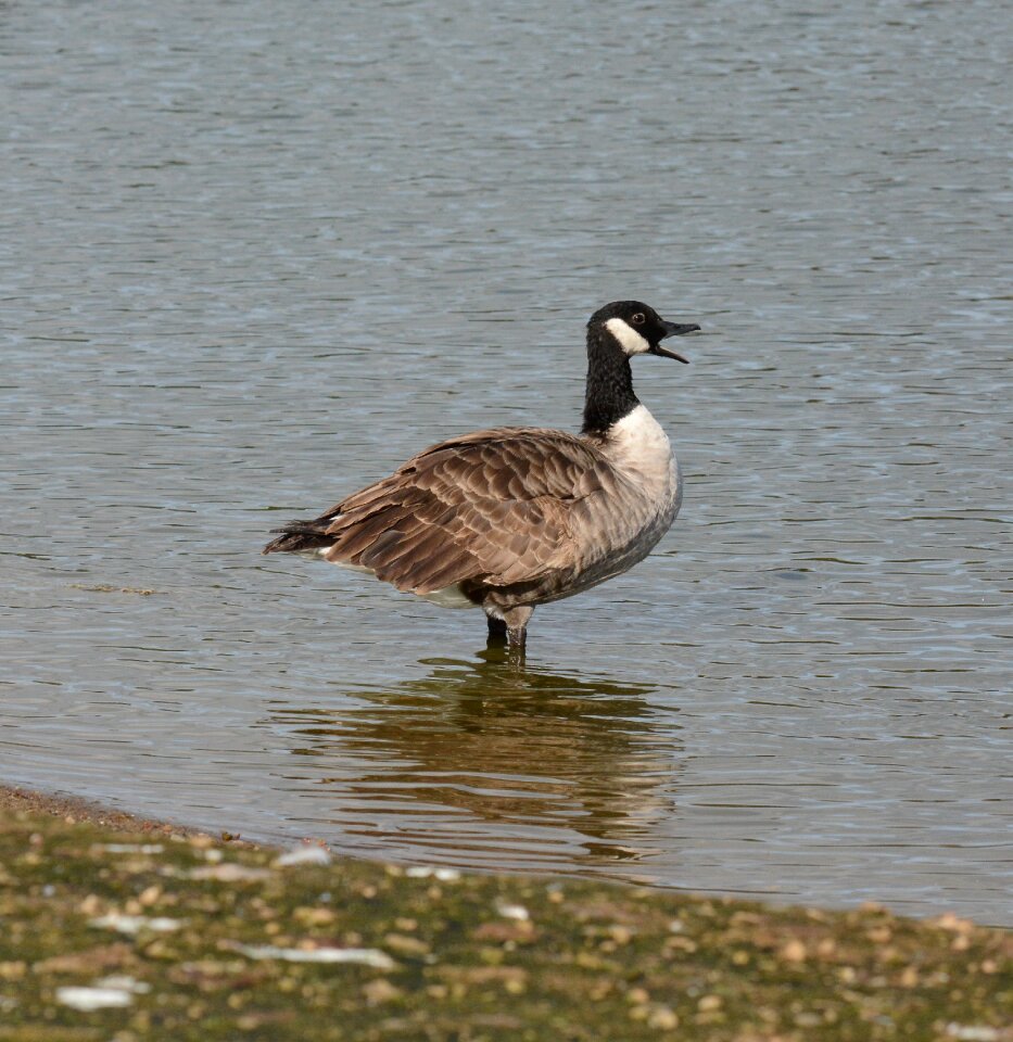 Beak shallows water