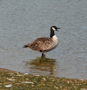 Beak shallows water