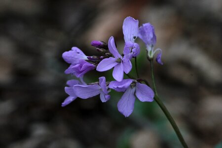 Plant spring bloom